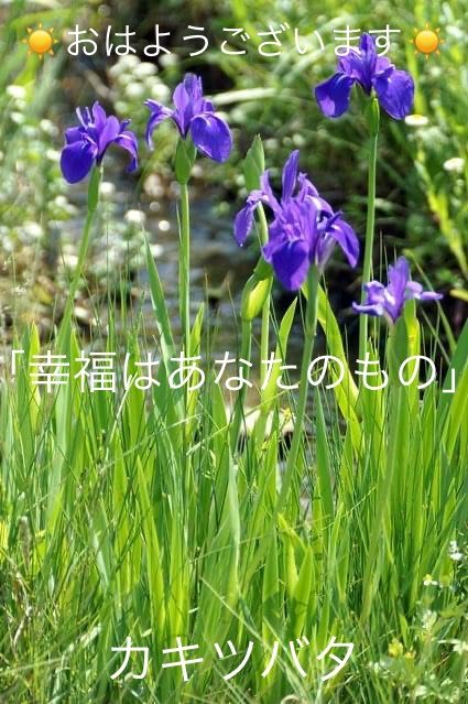 カキツバタの花言葉 Dclick
