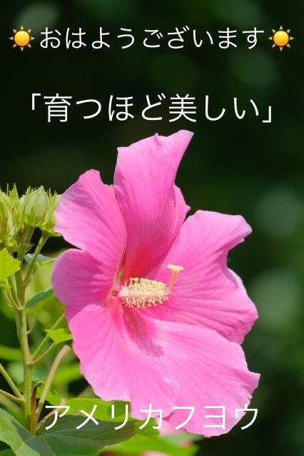 アメリカフヨウの花言葉 Dclick