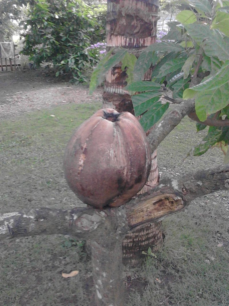 Paling Populer 11 Gambar Buah Kelapa Gani Gambar