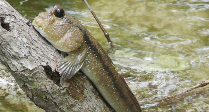 climbing gourami