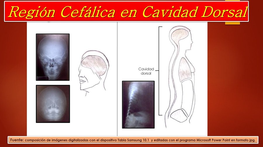 cavidades y órganos del cuerpo