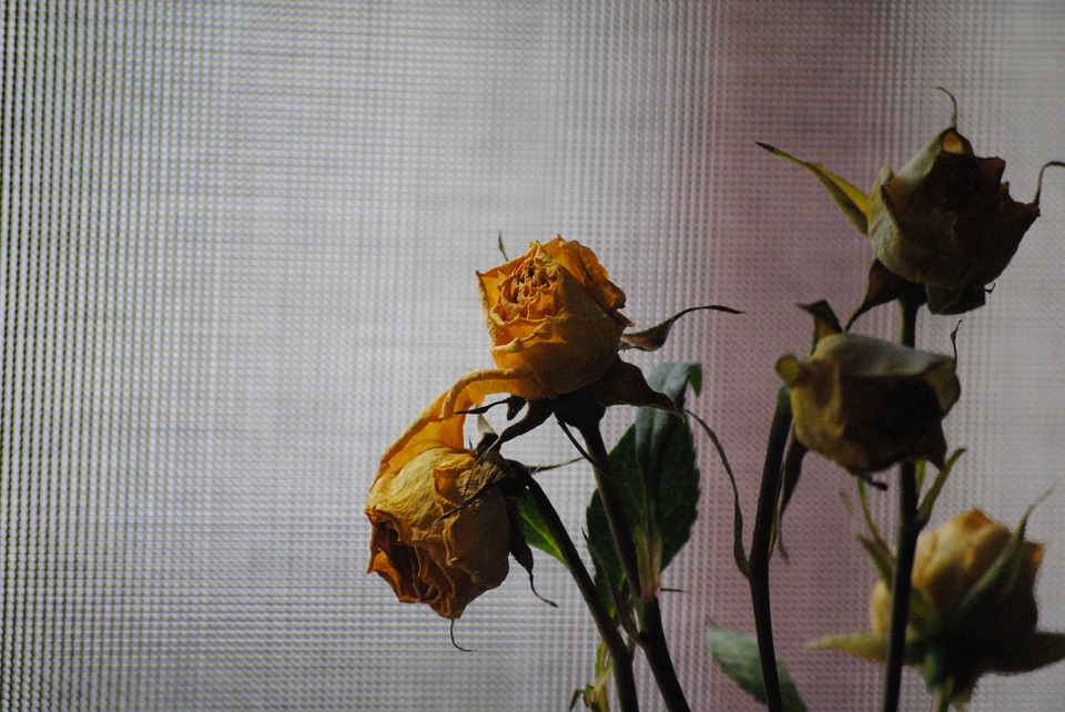 rose-676760_960_720.jpg