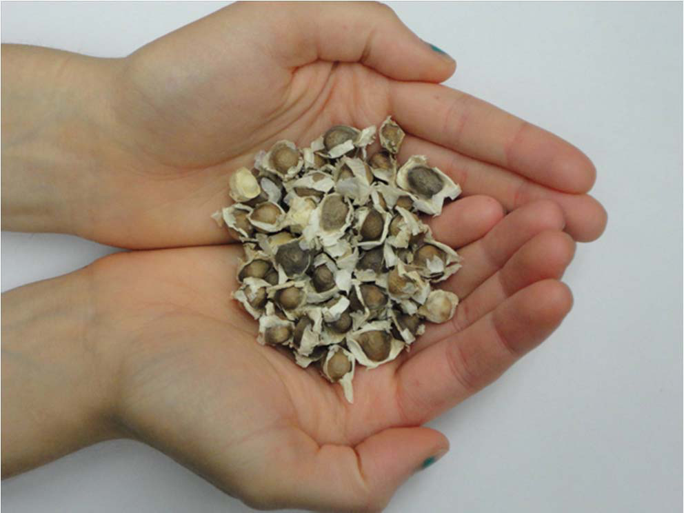 moringa seeds_0.png