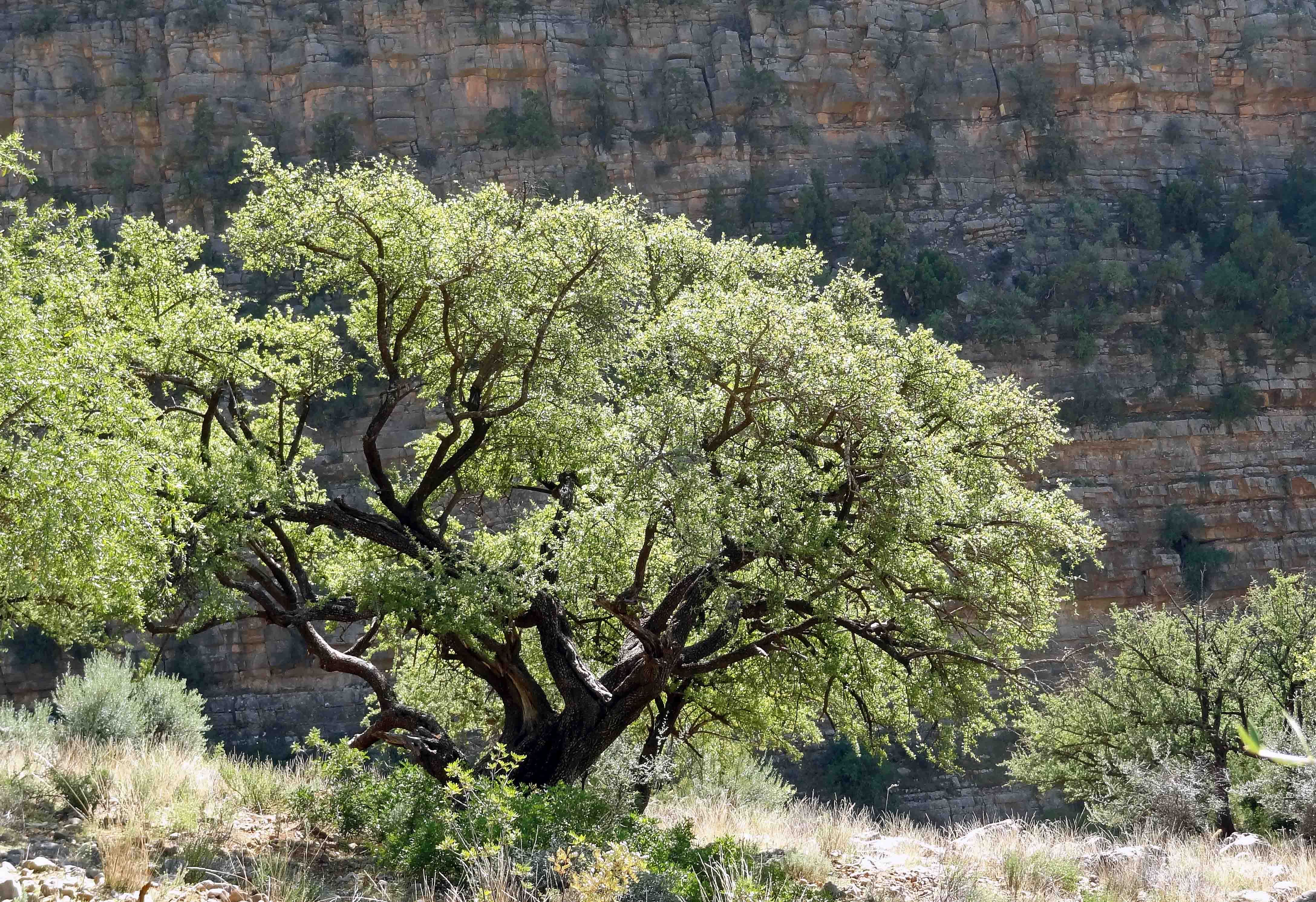 argan-tree.jpg