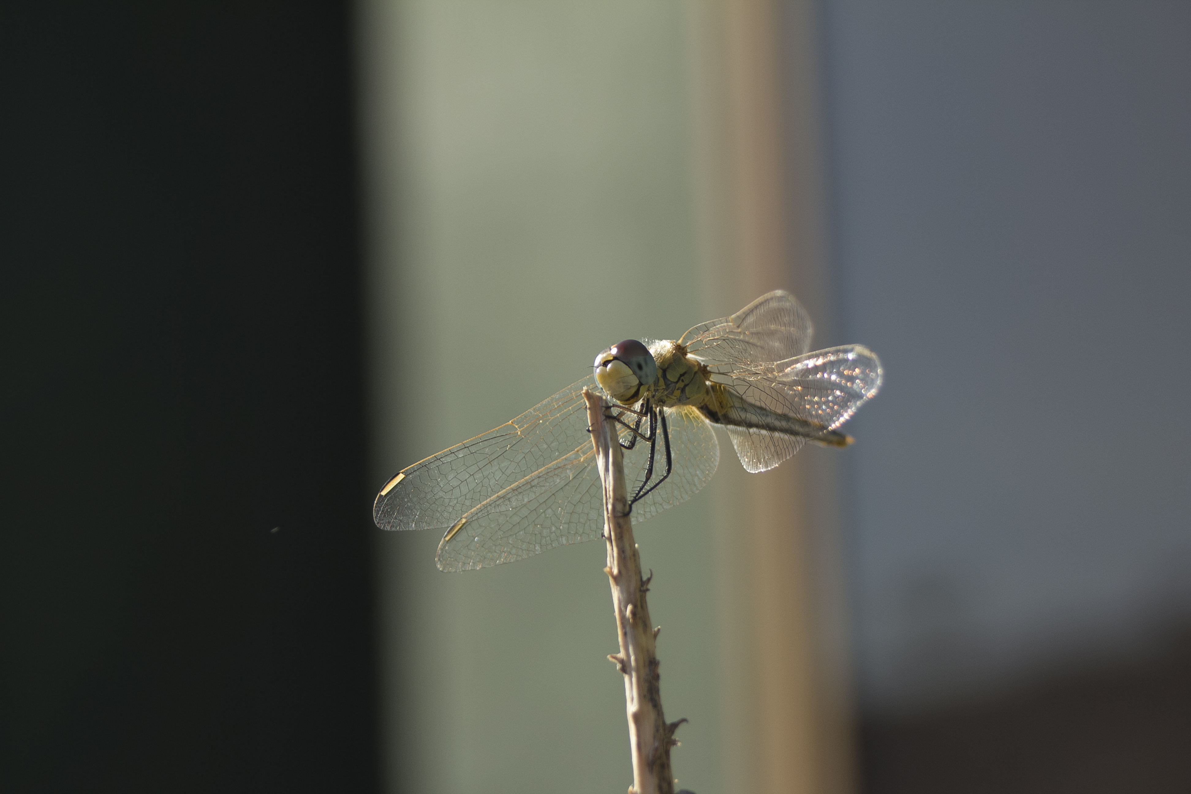 dragonfly10172.jpg