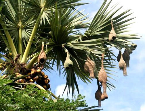 Tailor birds' nest.jpg