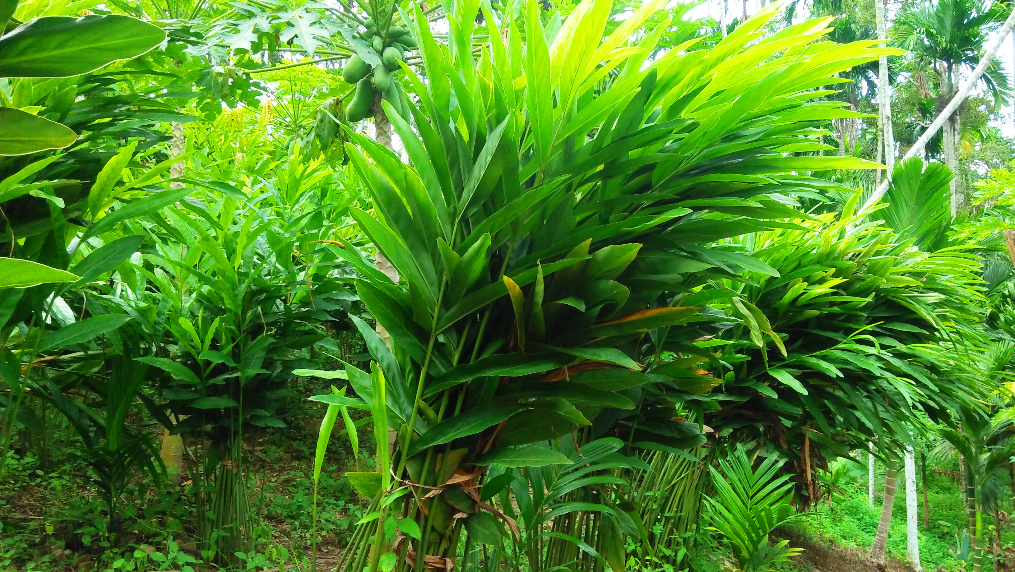 Other Seeds &amp; Bulbs 20 Galangal Seed grow your own