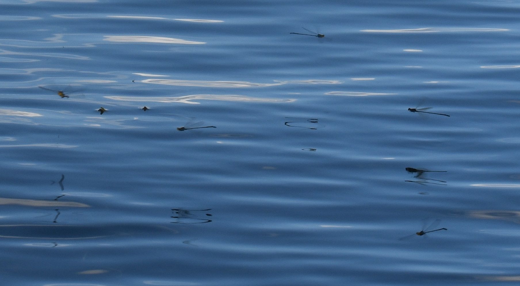 DSC_0066.jpg