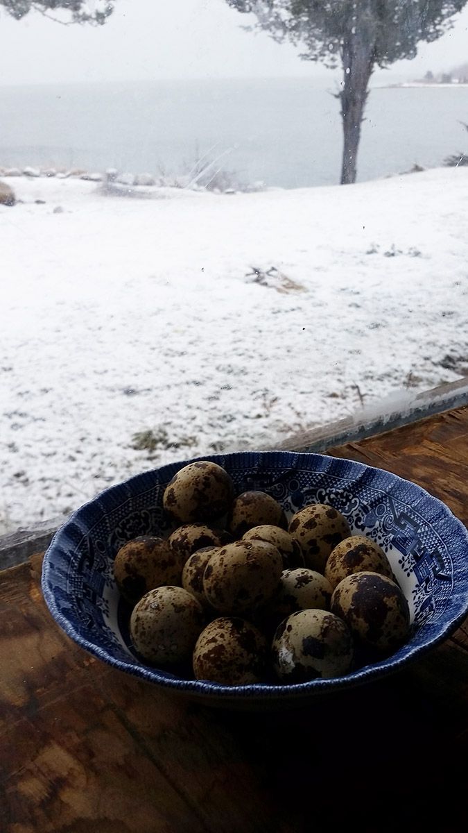 feb2quaileggs2.jpg