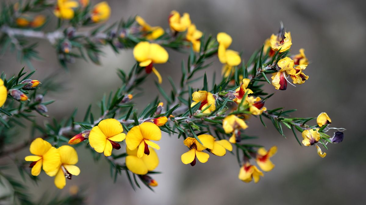 Bossiaea cinerea Showy Bossia HSOCA Latrobe Tas 2017-10-26.jpg