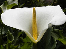 220px-White_and_yellow_flower.JPG