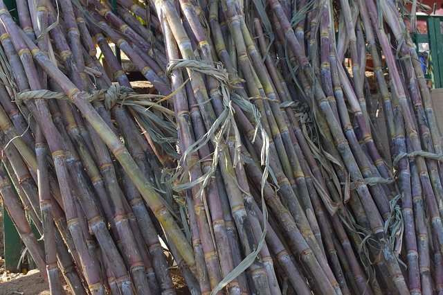 sugarcane-2857972_640.jpg