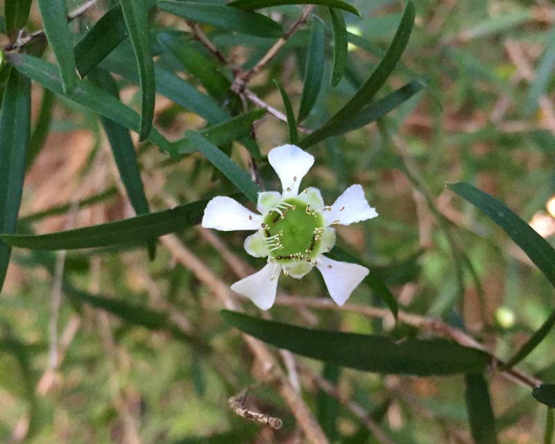 Leptospermum-petersonii-flower.jpg