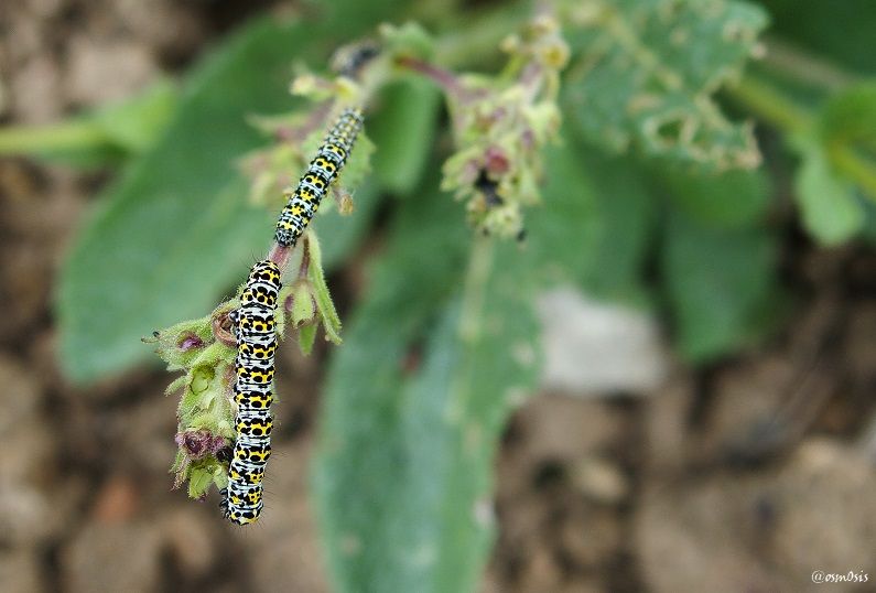 Caterpillar2.jpg