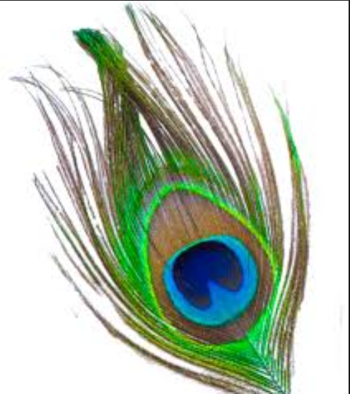 peacock.png