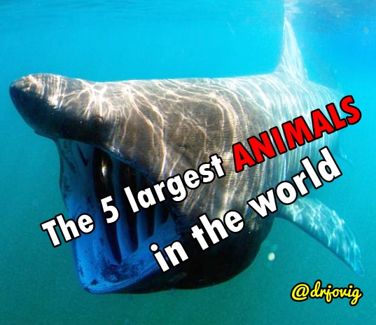 The 5 LARGEST ANIMALS in the world — Steemit