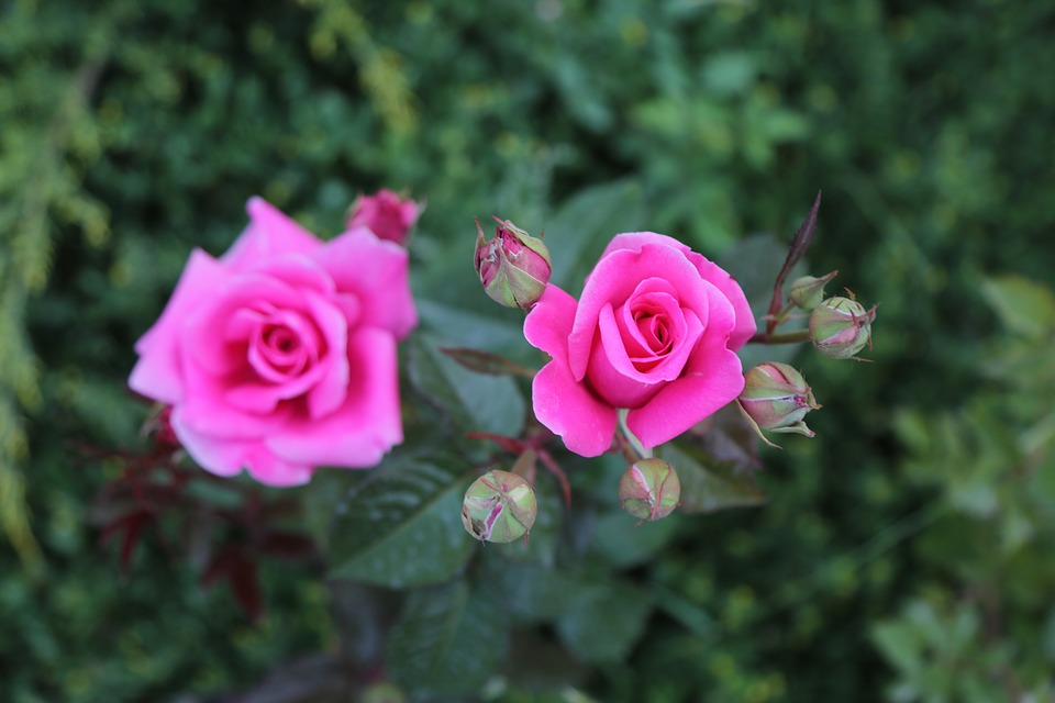 pink-roses-3374977_960_720.jpg
