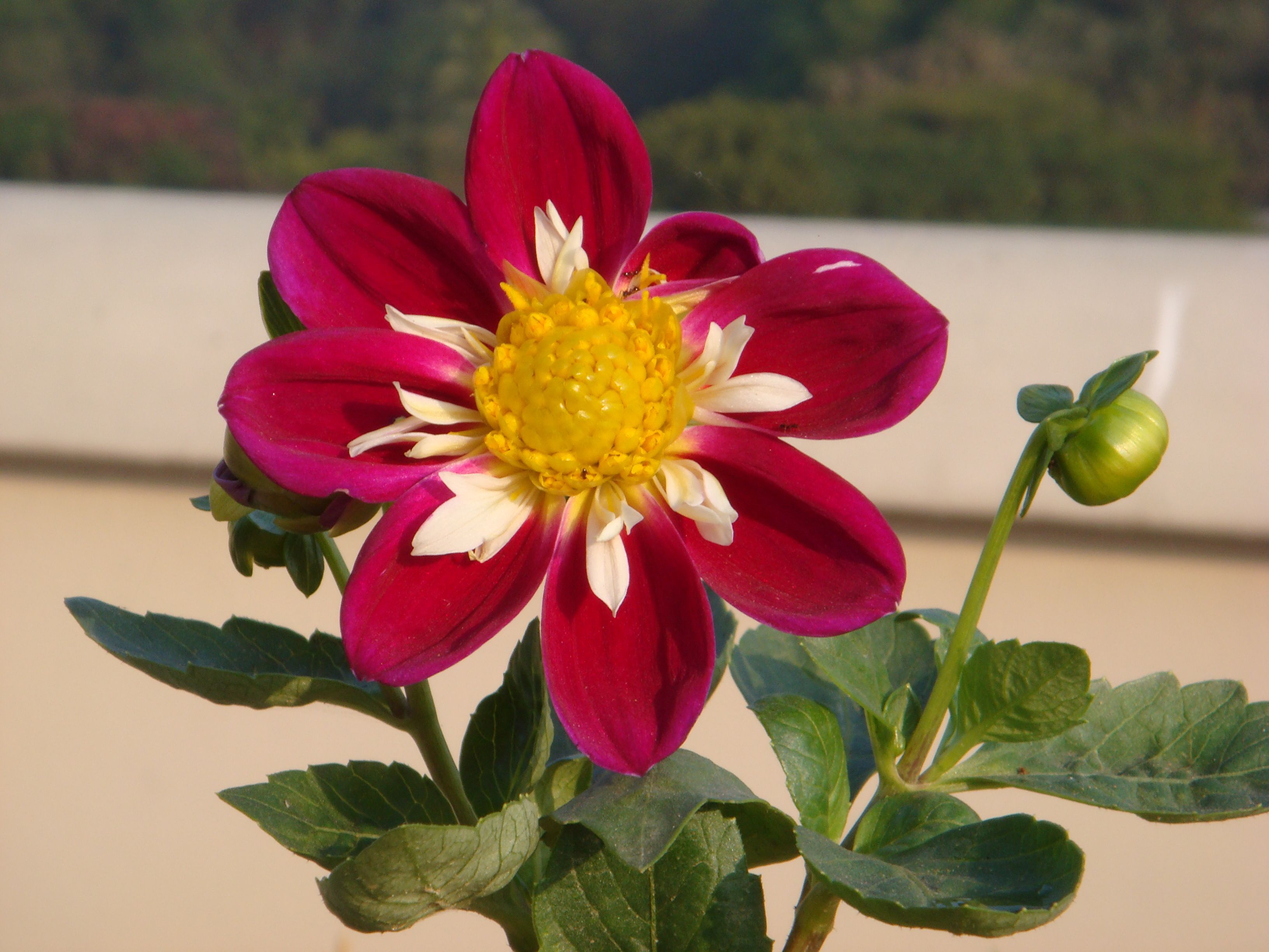 dahlia flower.JPG