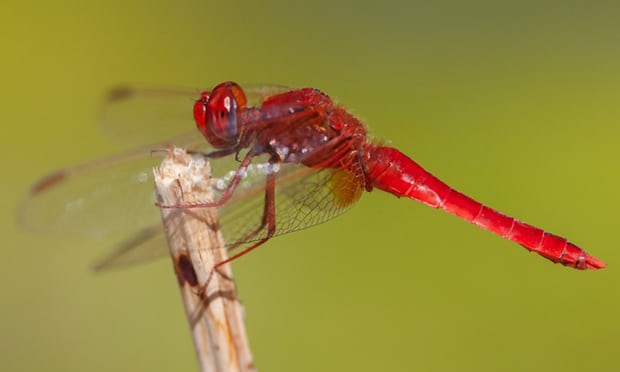 A male scarlet darter.jpg