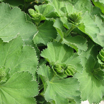 ladys-mantle-alchemilla-vulgaris-2816px.jpg