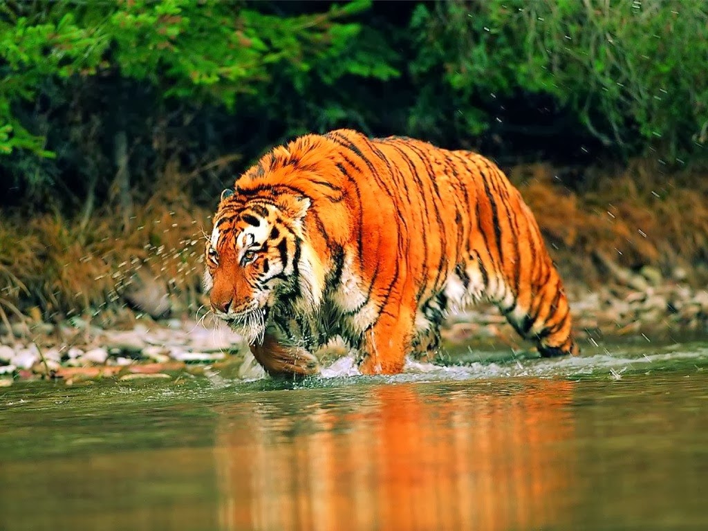 Sundarban1.jpg