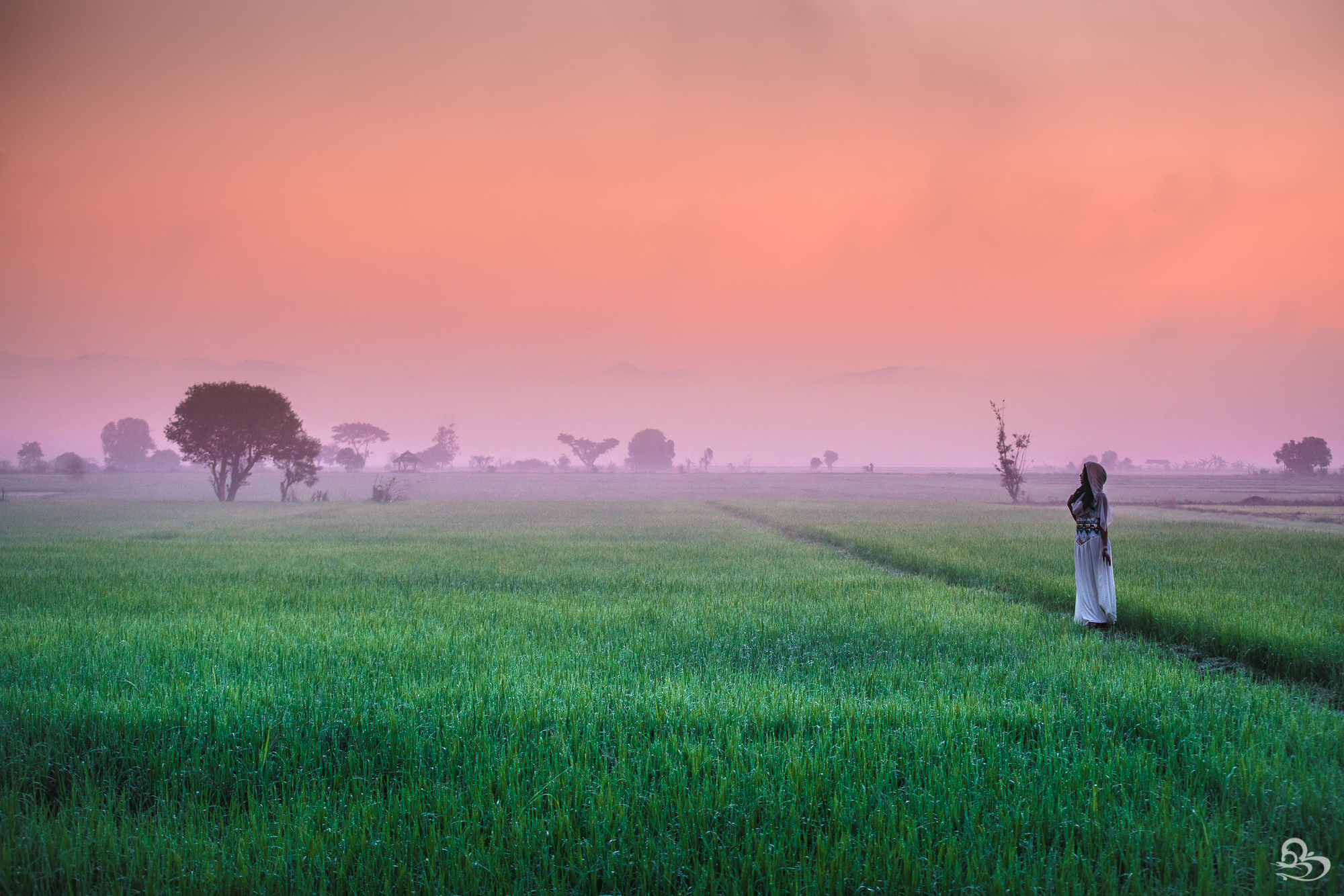 riceFieldssunrise-5.jpg