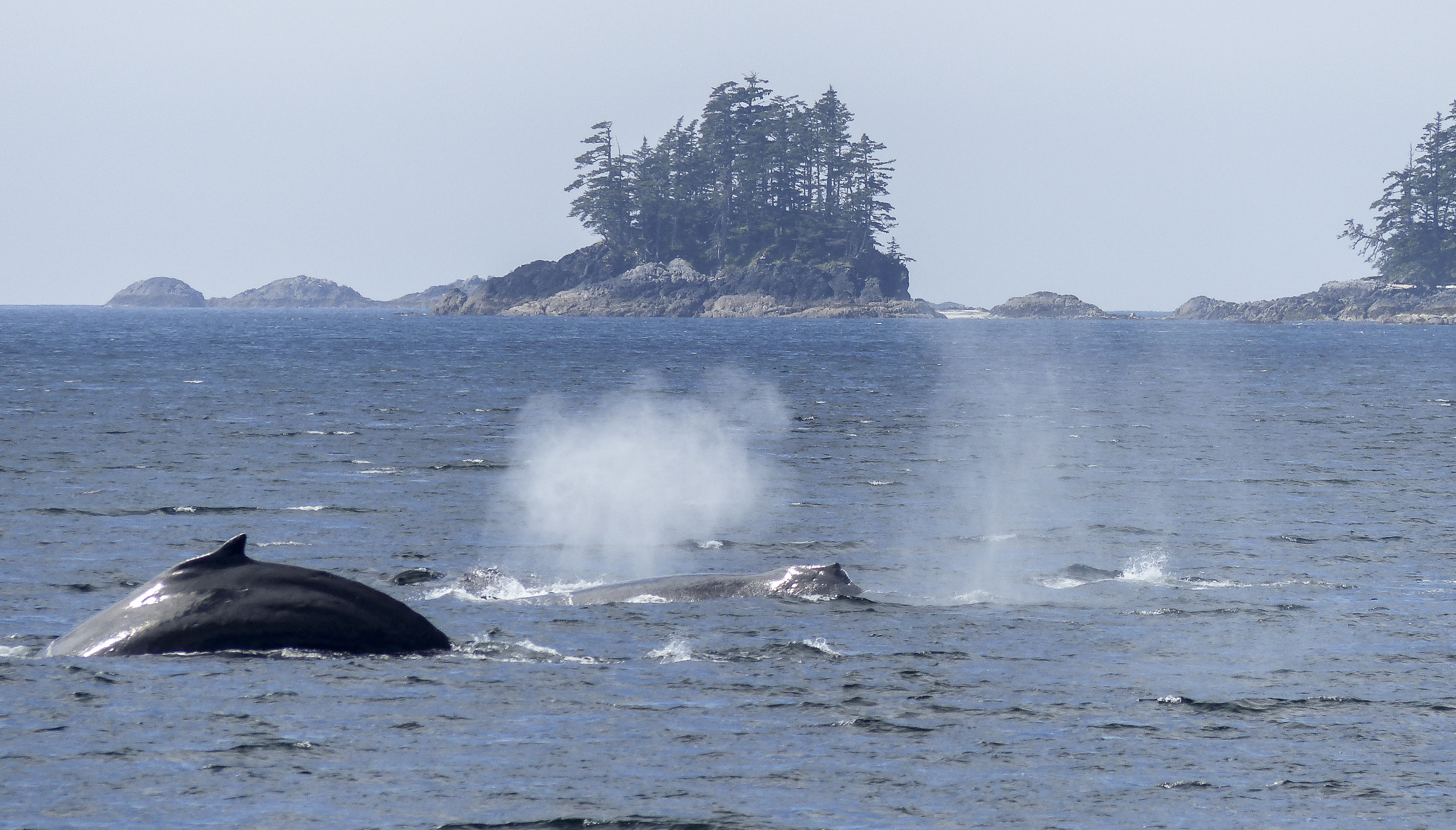 humpback-whale-436114.jpg