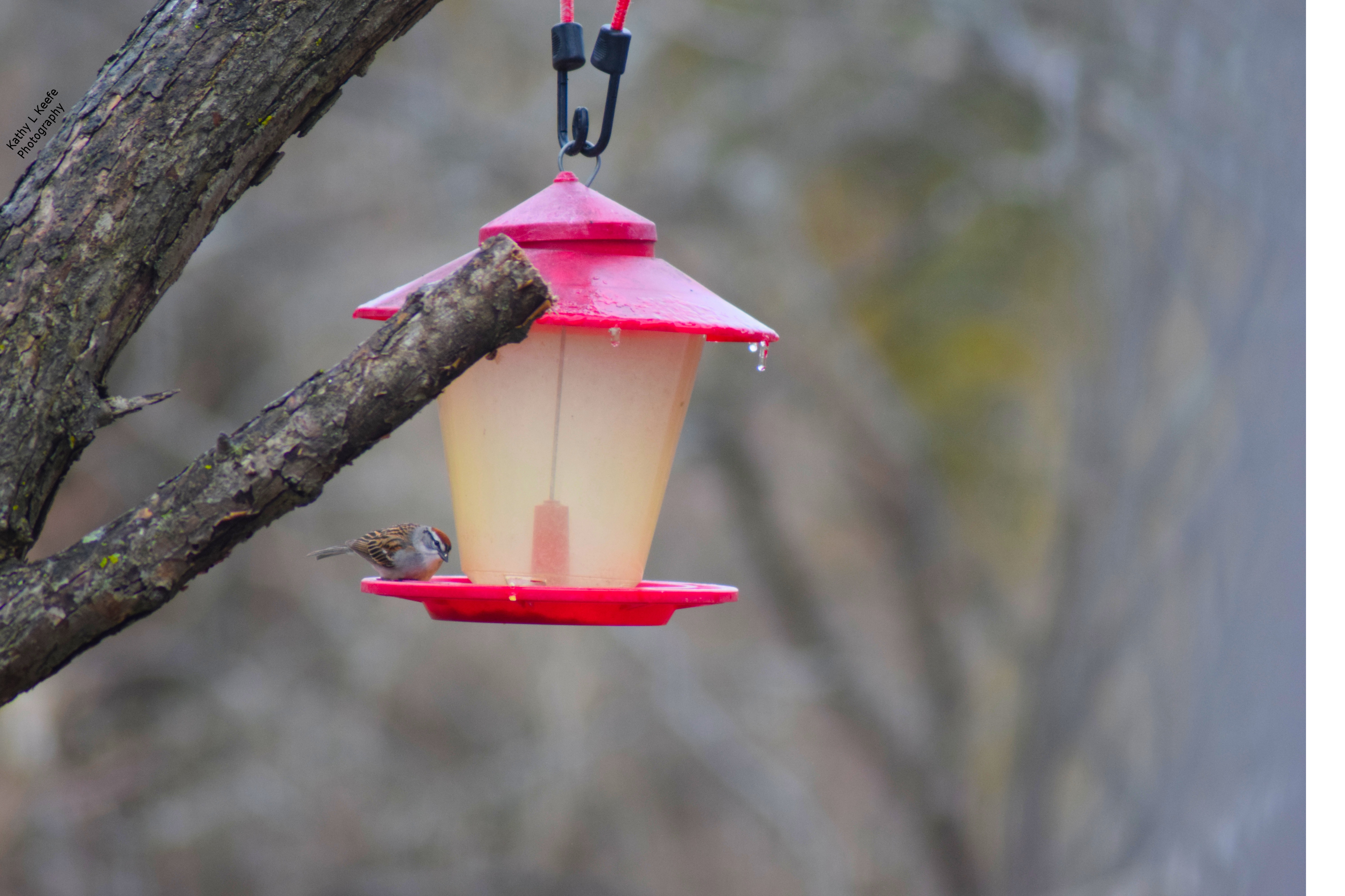 feedbird.jpg