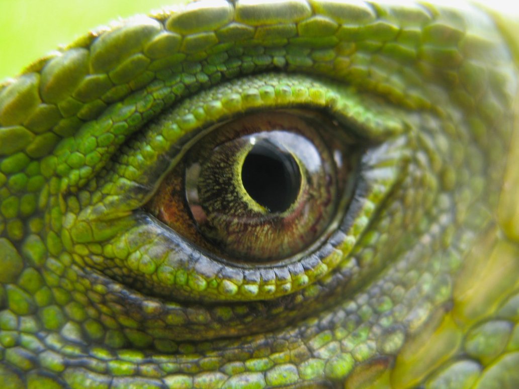 iguana eye.jpg