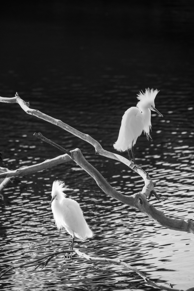 Two Egrets.jpg