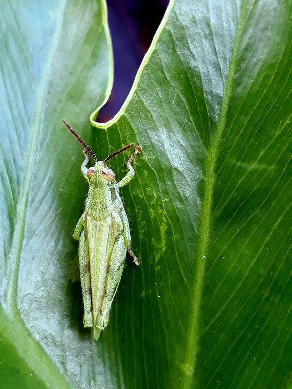 grasshopper adult1.jpg