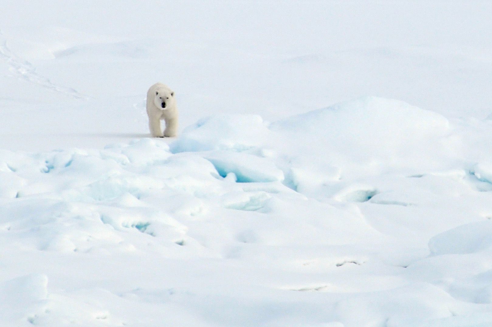 polar bear public domain.jpg