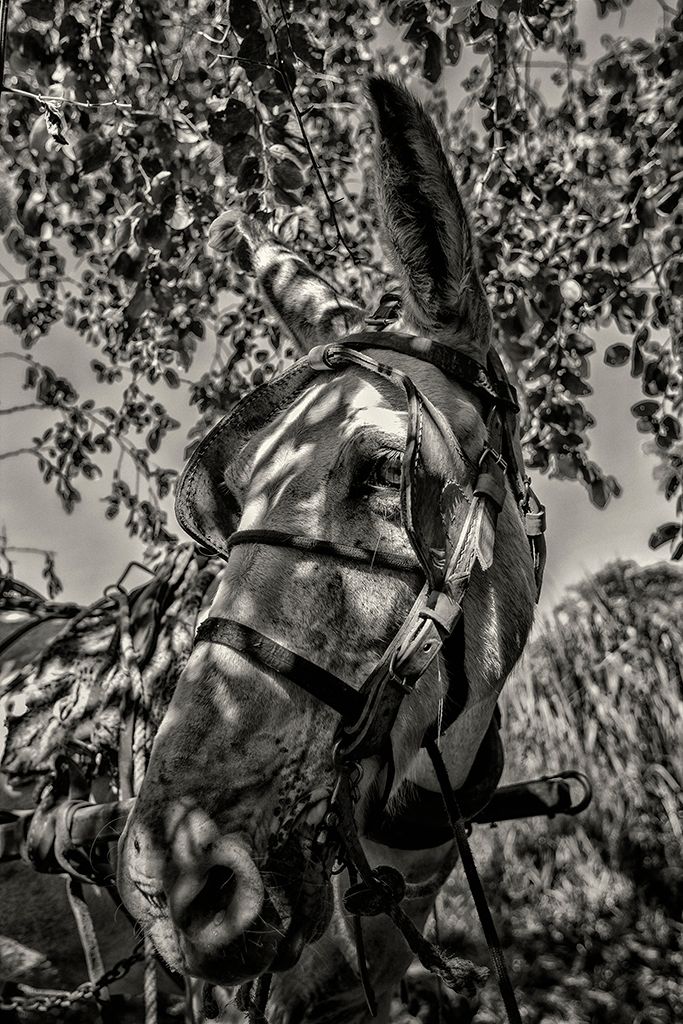 _MG_1234_Mule_B&W.jpg