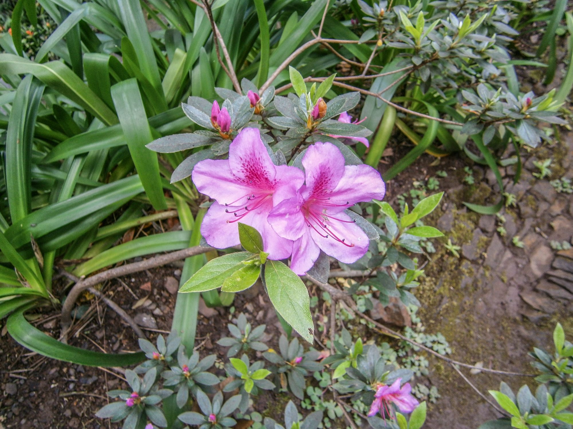 im-botanischen-garten-funchal.jpg