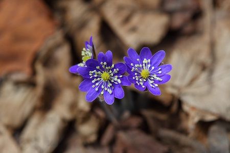 Agrimonia al aire libre