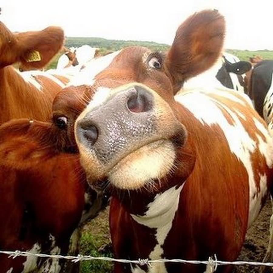 funny looking cows