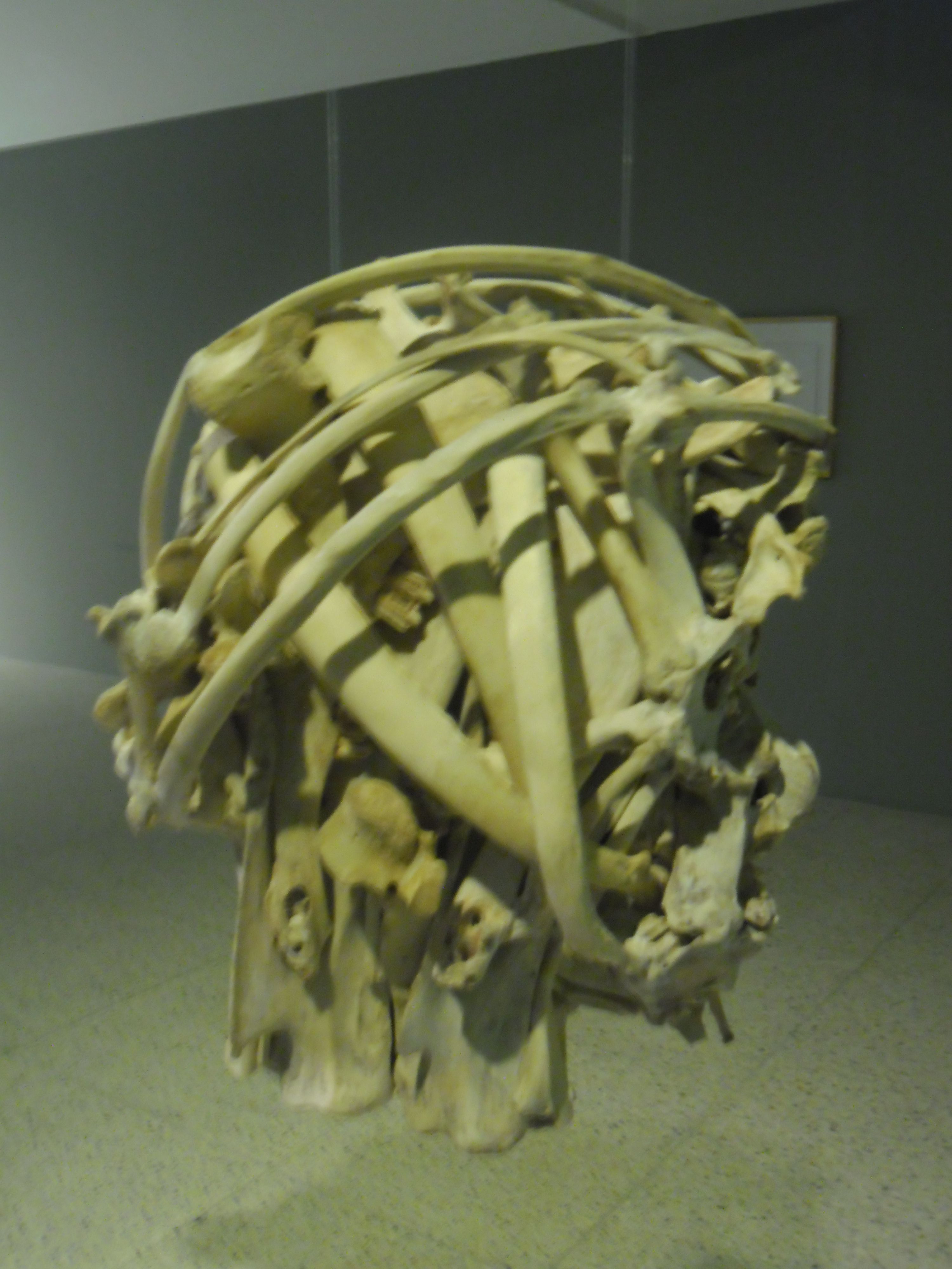SAM_0041.JPG