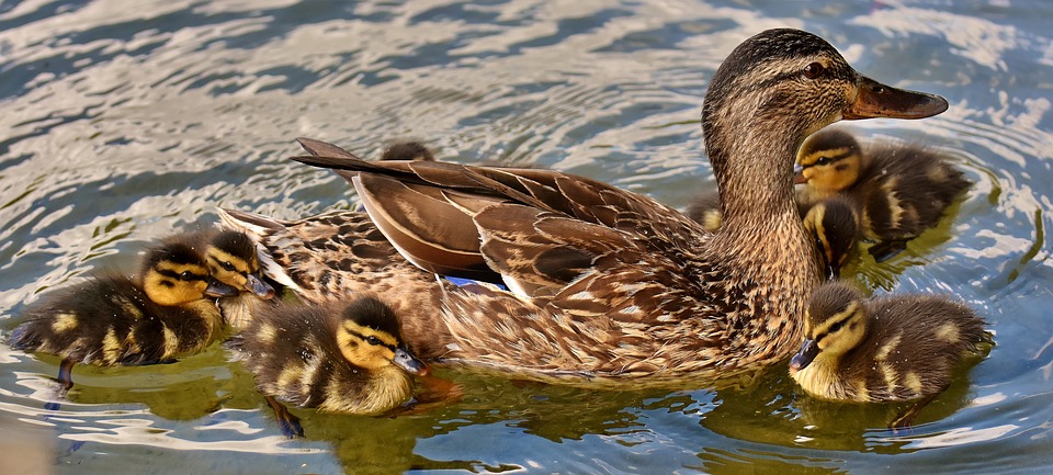 mallard-2793927_960_720.jpg