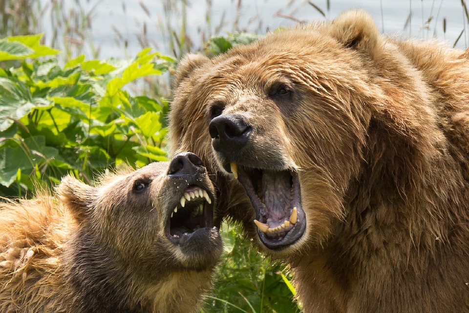 kodiak-brown-bears-1537323_960_720.jpg