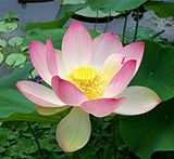 160px-Sacred_lotus_Nelumbo_nucifera.jpg