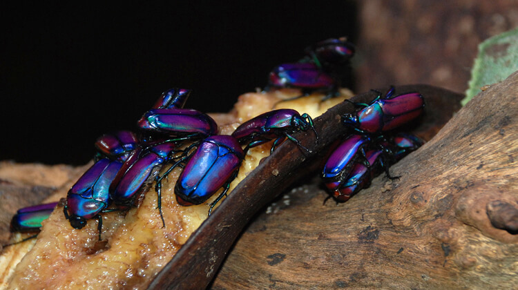 Purple-jewel-beetle-gallery-1.jpg