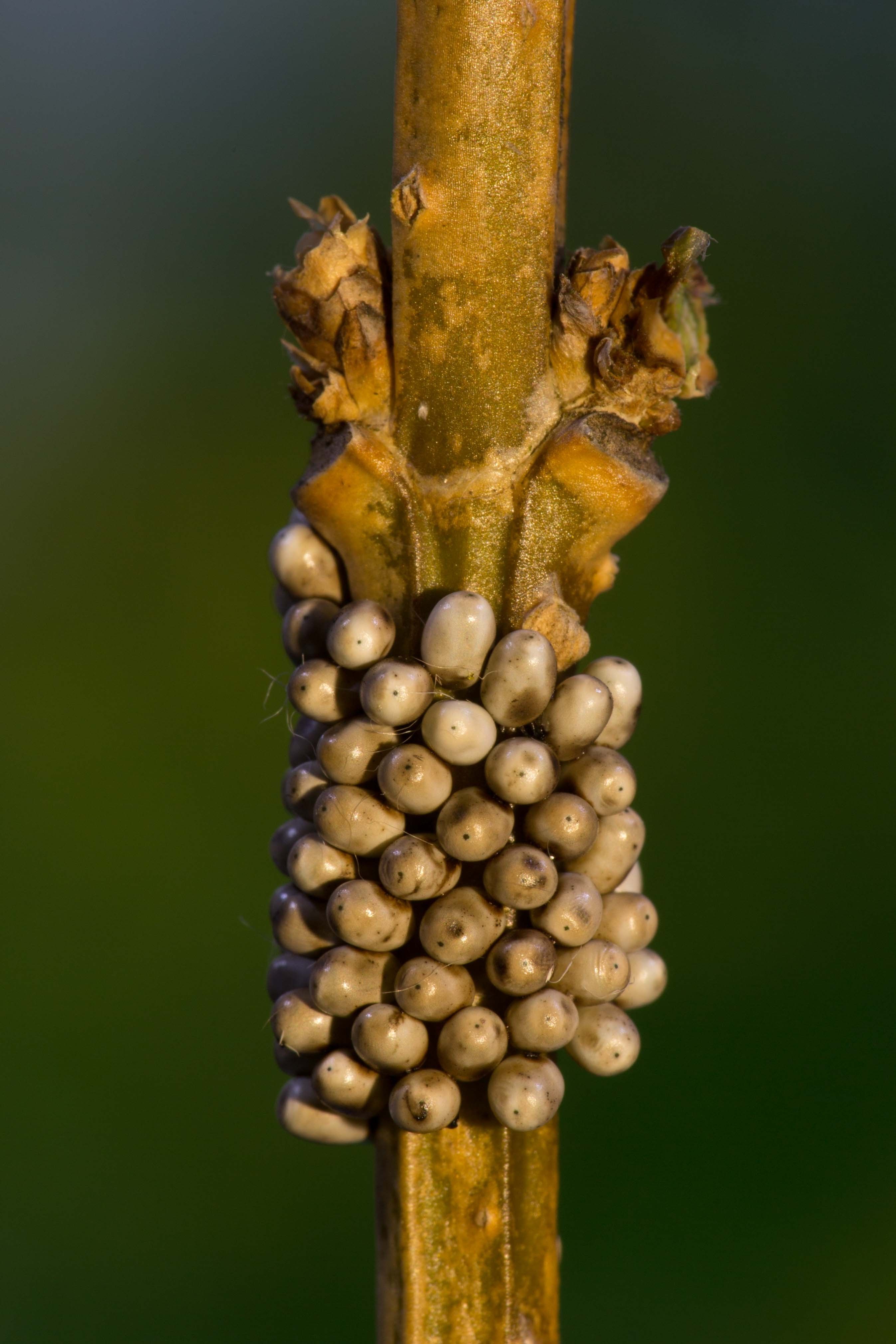 Kleines Nachtpfauenauge (Saturnia pavonia)_Q22A1412.jpg