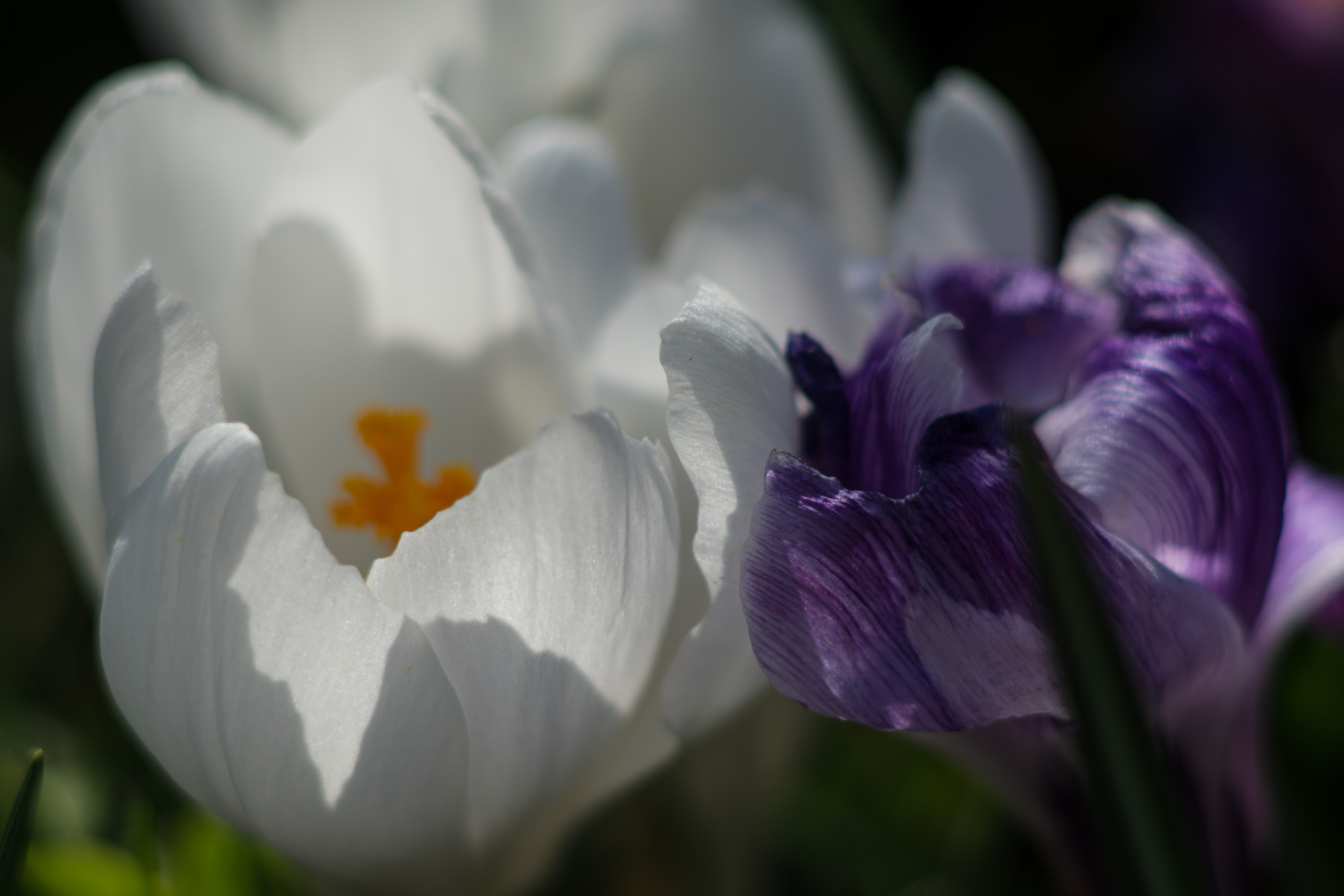 A6000-13-03-2016-04991.jpg