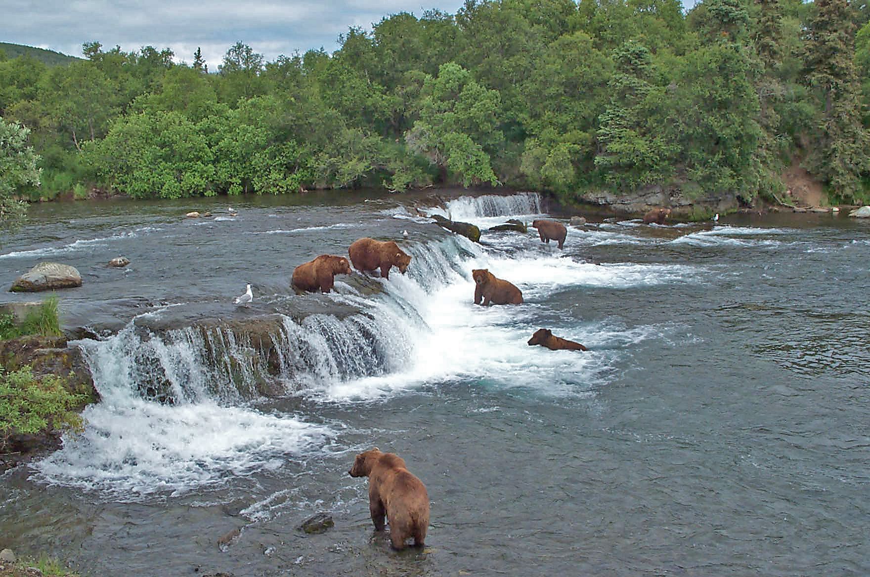 brooks-falls-in-katmai.jpg