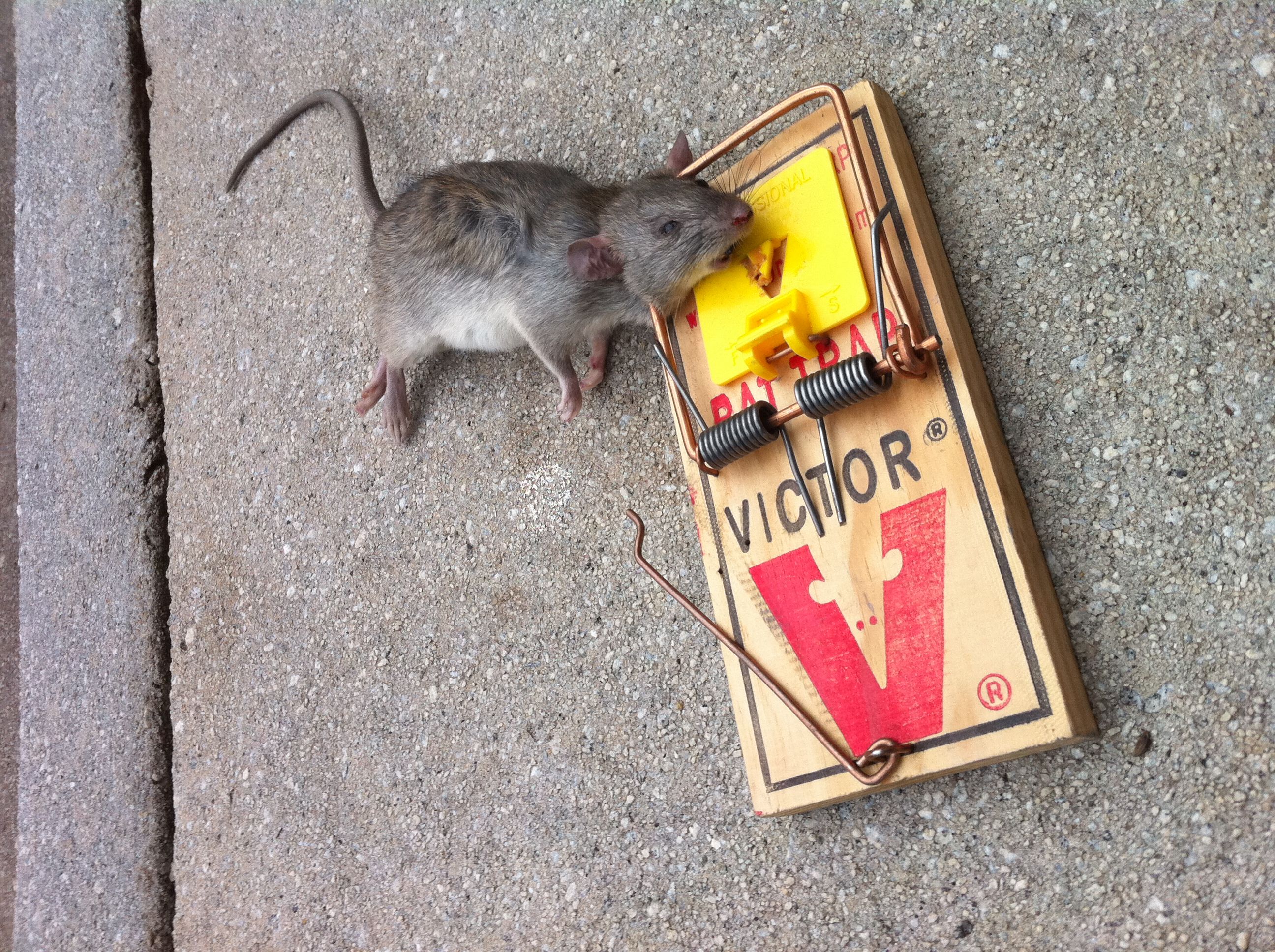 ratlife.jpg