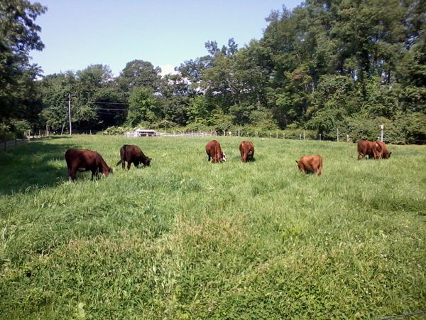 Cows to front6 crop Aug 2014.jpg