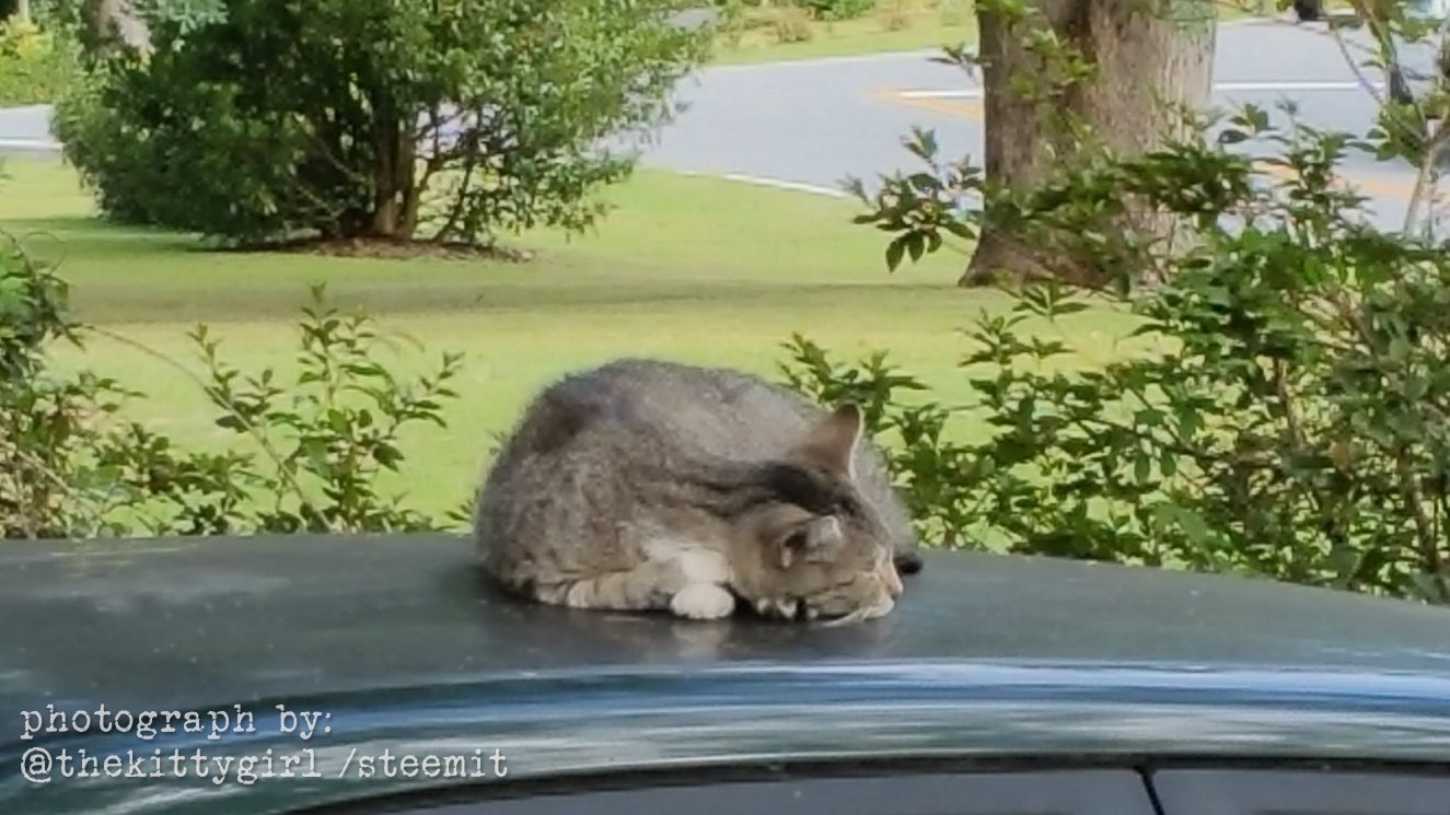 KittyOnMyCar.jpg