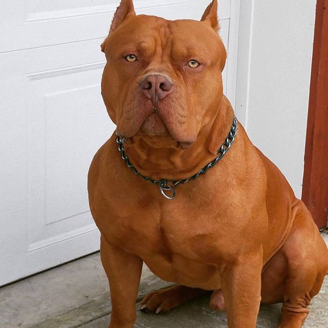 are pitbull terriers aggressive