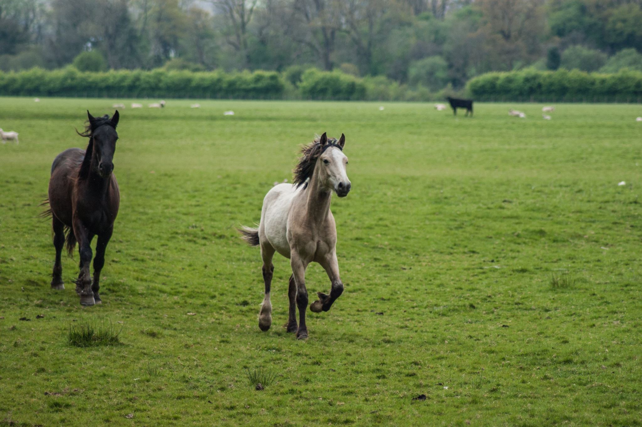 Chased By Horses - By Steve J Huggett.jpg