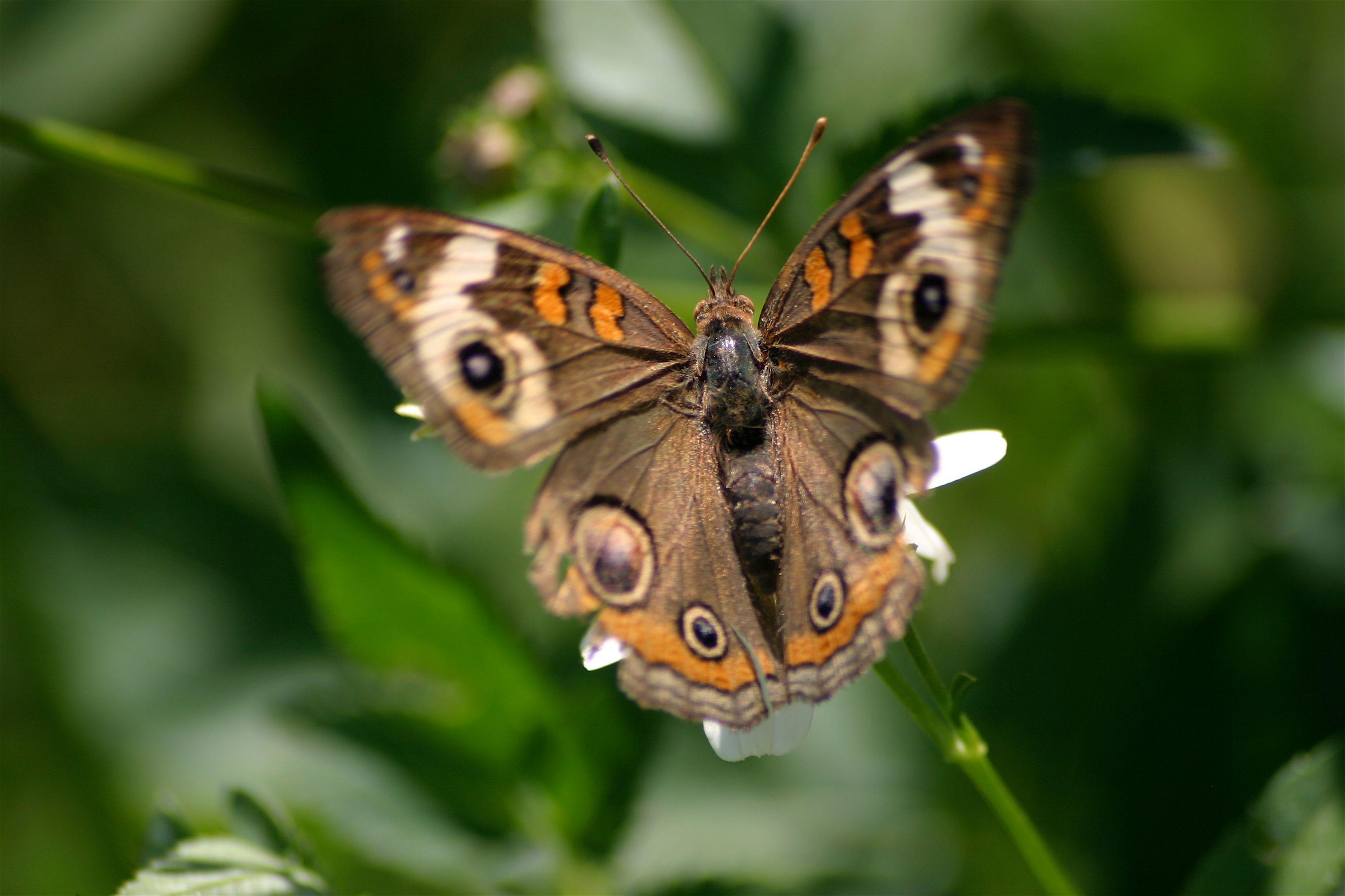butterfly 6.jpg